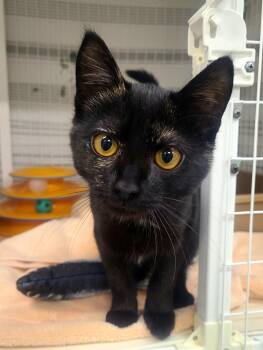 Magic -  Domestic Short Hair Cat for Adoption in Kirkland, Washington - Magic | PetCurious