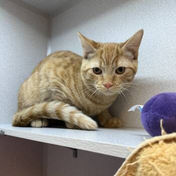 Rescue Domestic Short Hair Cats for Adoption in Pittsburgh, Pennsylvania - Kyle | PetCurious