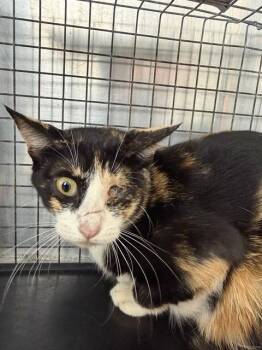 FERN -  Domestic Short Hair Cat for Adoption in Conroe, Texas - FERN | PetCurious