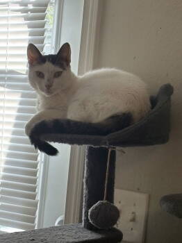 Rescue Domestic Short Hair Cats for Adoption in Holbrook, New York - BAGELS | PetCurious