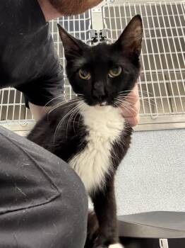 GRAPE -  Domestic Medium Hair Cat for Adoption in Indianapolis, Indiana - GRAPE | PetCurious