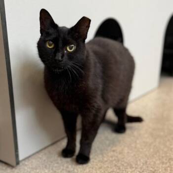 Bubbles -  Domestic Short Hair Cat for Adoption in Sarasota, Florida - Bubbles | PetCurious