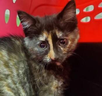 Domestic Short Hair Cats Available for Adoption in Kansas City, Missouri - Cleo | PetCurious