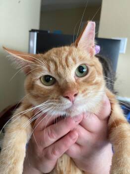 Domestic Short Hair Cats Available for Adoption - Barry | PetCurious