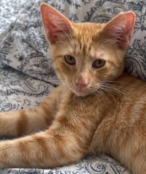 Skye and Romper -  Domestic Short Hair Cat for Adoption in Hopkinton, Massachusetts - Skye And Romper | PetCurious