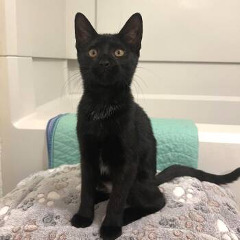 Stan -  Domestic Short Hair Cat for Adoption in Morgan Hill, California - Stan | PetCurious