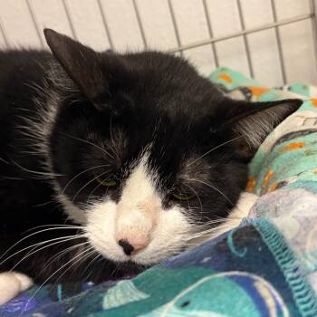 Domestic Short Hair Cats Available for Adoption in Folsom, Louisiana - Lena | PetCurious