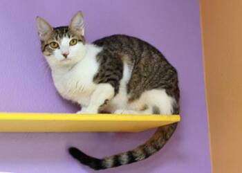 Rescue Domestic Short Hair Cats for Adoption in Baton Rouge, Louisiana - Mila | PetCurious