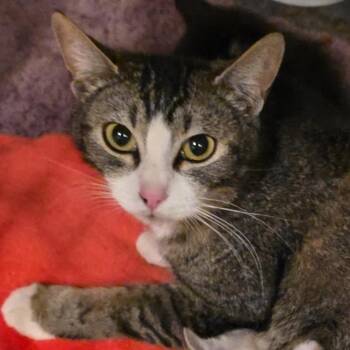 Domestic Short Hair Cats Available for Adoption in Idaho Falls, Idaho - Charlie Girl | PetCurious