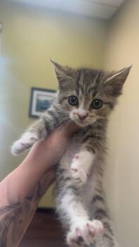 Domestic Short Hair Cats Available for Adoption in Fishers, Indiana - Amethyst | PetCurious