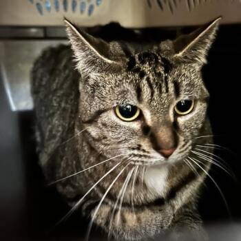 Domestic Short Hair Cats Available for Adoption in Davenport, Iowa - CrunchWrap | PetCurious