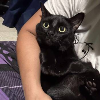 Rescue Domestic Short Hair Cats for Adoption in Lutz, Florida - Nala | PetCurious