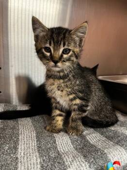 Rhombus -  Domestic Short Hair Cat for Adoption in Logan, Utah - Rhombus | PetCurious