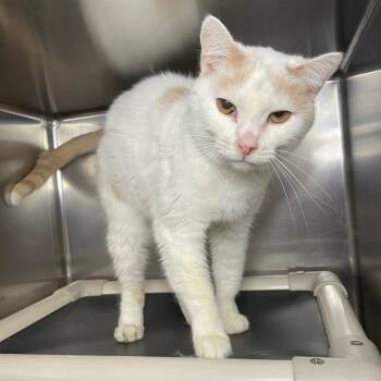 Rescue Domestic Short Hair Cats for Adoption in Roanoke, Virginia - Chester | PetCurious