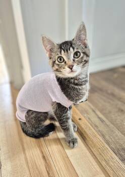 Poppy -  Domestic Short Hair Cat Available for Adoption in Winnipeg, Manitoba - Poppy | PetCurious