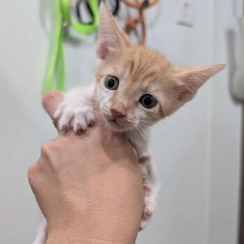 Sandy -  Domestic Short Hair Cat for Adoption in Buchanan Dam, Texas - Sandy | PetCurious