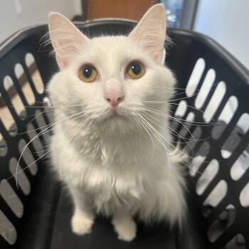 Turkish Angora Cats Available for Adoption - Doe | PetCurious