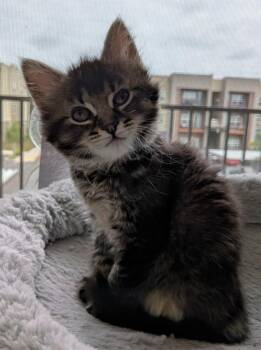 Lily -  Domestic Medium Hair Cat for Adoption in Vancouver, Washington - Lily | PetCurious