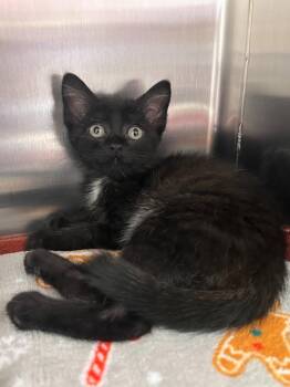 Holly -  Domestic Short Hair Cat for Adoption in Madison, Georgia - Holly | PetCurious