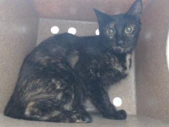 Domestic Short Hair Cats Available for Adoption - A589801 | PetCurious