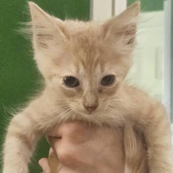 DALI -  Domestic Short Hair Cat for Adoption in Kyle, Texas - DALI | PetCurious