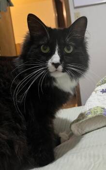Rev -  Domestic Long Hair Cat for Adoption in Tulsa, Oklahoma - Rev | PetCurious