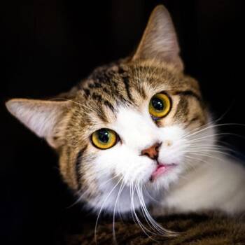 Domestic Short Hair Cats Available for Adoption - Toby | PetCurious