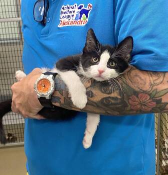 Quark -  Domestic Short Hair Cat Available for Adoption in Alexandria, Virginia - Quark | PetCurious