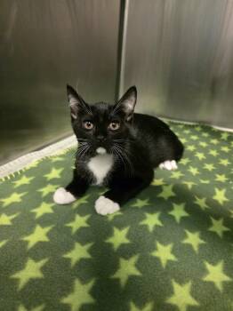 Butters -  Domestic Short Hair Cat for Adoption in Umatilla, Florida - Butters | PetCurious