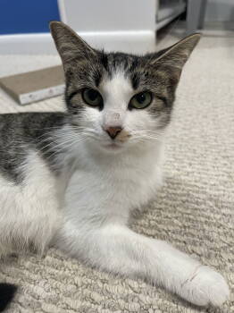 Rescue Domestic Short Hair Cats for Adoption in Herndon, Virginia - Ms. Crowley | PetCurious