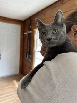 Russian Blue Cats Available for Adoption in Chicago, Illinois - Blubelle | PetCurious