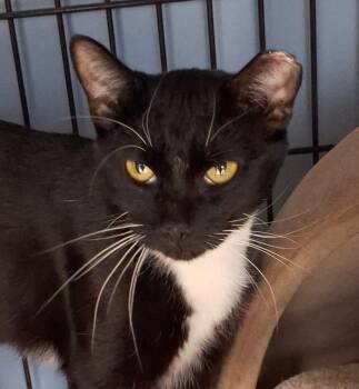 Domestic Short Hair Cats Available for Adoption - Charlie | PetCurious