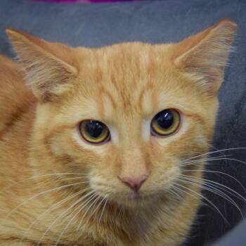 Rescue Tabby and Domestic Short Hair Cats for Adoption in Huntley, Illinois - Itsy | PetCurious