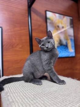 Vienna -  Domestic Short Hair Cat for Adoption in North Babylon, New York - Vienna | PetCurious