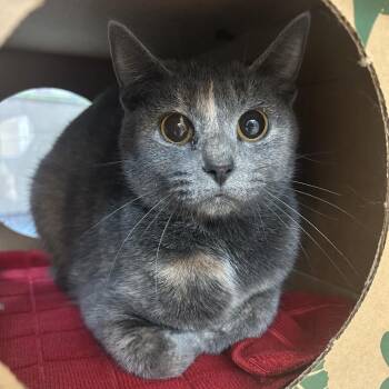 Domestic Short Hair and Domestic Long Hair Cats Available for Adoption - Denali | PetCurious