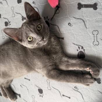 Grayson -  Domestic Short Hair and Russian Blue Cat for Adoption in Wanaque, New Jersey - Grayson | PetCurious
