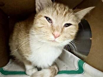 Domestic Short Hair Cats Available for Adoption in Brentwood, Missouri - SPRING | PetCurious