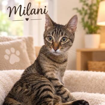Milani -  Domestic Short Hair Cat for Adoption in Fort Lauderdale, Florida - Milani | PetCurious