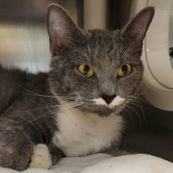 Rescue Domestic Short Hair Cats for Adoption in Columbia, Missouri - Handlebar Hank | PetCurious