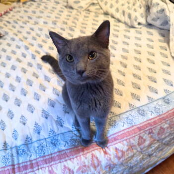 Rescue Domestic Short Hair Cats for Adoption - Rocket Man | PetCurious