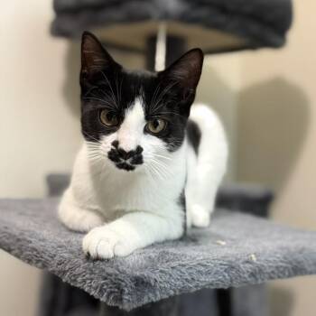 Rescue Domestic Short Hair Cats for Adoption in Newport News, Virginia - Sienna | PetCurious