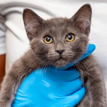 Domestic Long Hair Cats Available for Adoption - Barney | PetCurious