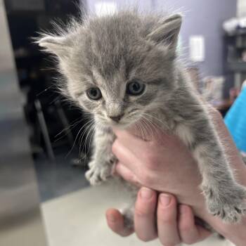 Misty -  Domestic Short Hair Cat for Adoption in Indianapolis, Indiana - Misty | PetCurious