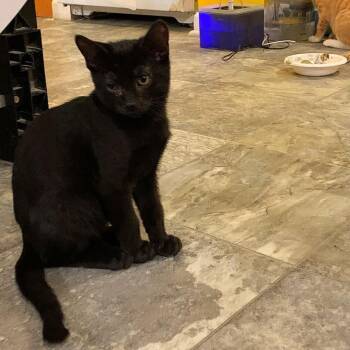 Riddle -  Domestic Short Hair Cat for Adoption - Riddle | PetCurious