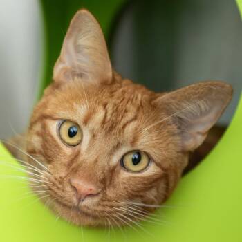 Chili Pepper -  Domestic Short Hair Cat for Adoption in Middletown, Rhode Island - Chili Pepper | PetCurious