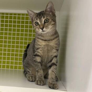Finch -  Domestic Short Hair Cat for Adoption in Tallahassee, Florida - Finch | PetCurious