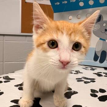 Chanel -  Domestic Short Hair Cat for Adoption in Greenville, South Carolina - Chanel | PetCurious
