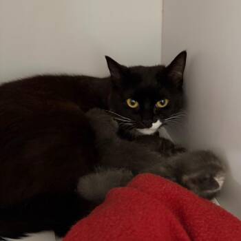 Rasgulla -  Domestic Short Hair Cat for Adoption in Salt Lake City, Utah - Rasgulla | PetCurious