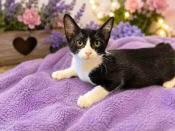 Oreo -  Domestic Short Hair Cat for Adoption in Gilroy, California - Oreo | PetCurious