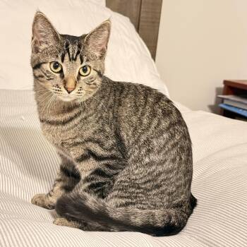 Eleanore (Ellie) -  Domestic Short Hair Cat for Adoption in Cambridge, Ontario - Eleanore (Ellie) | PetCurious